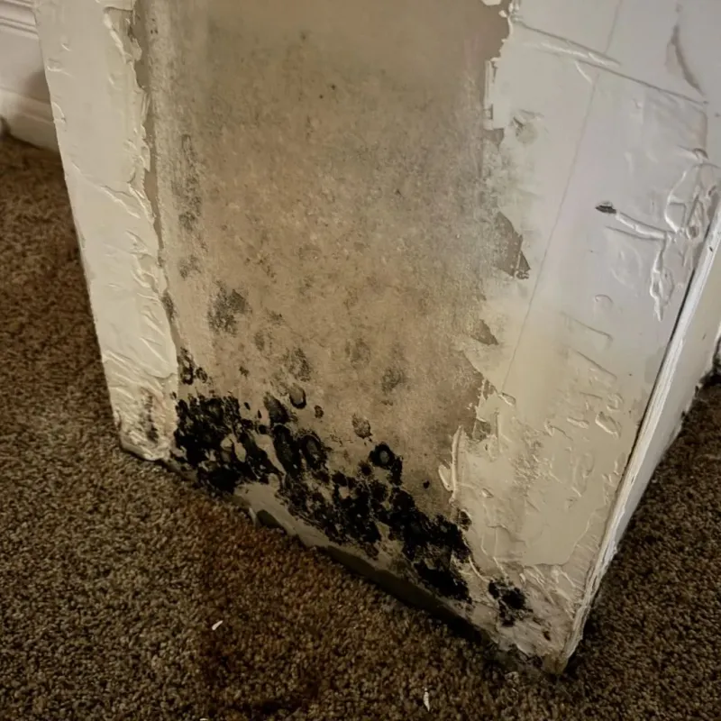 Professional Mold Removal in Emporia, VA